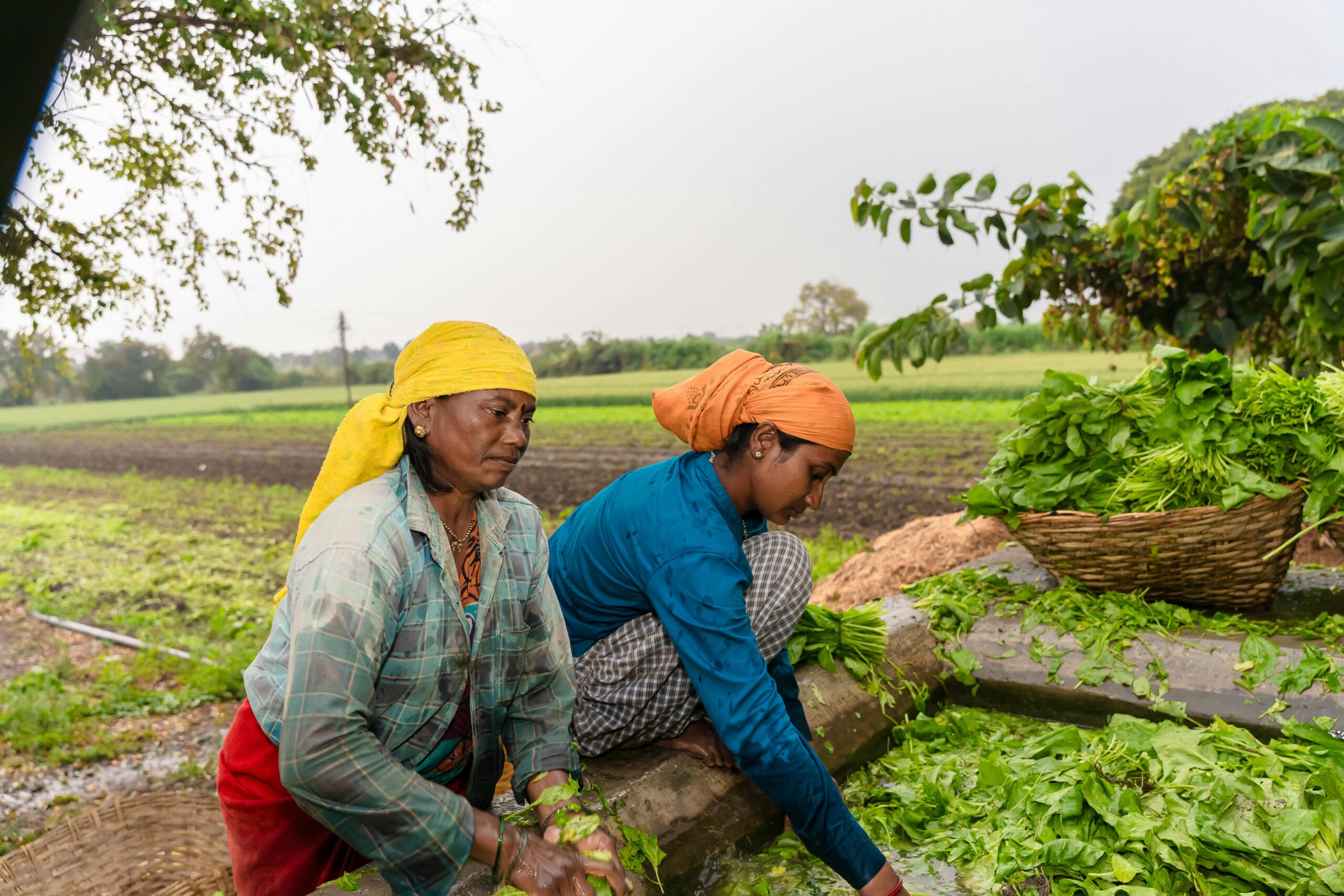 Two women engaged in farming activities in a lush green field in Nagpur, MH, India.